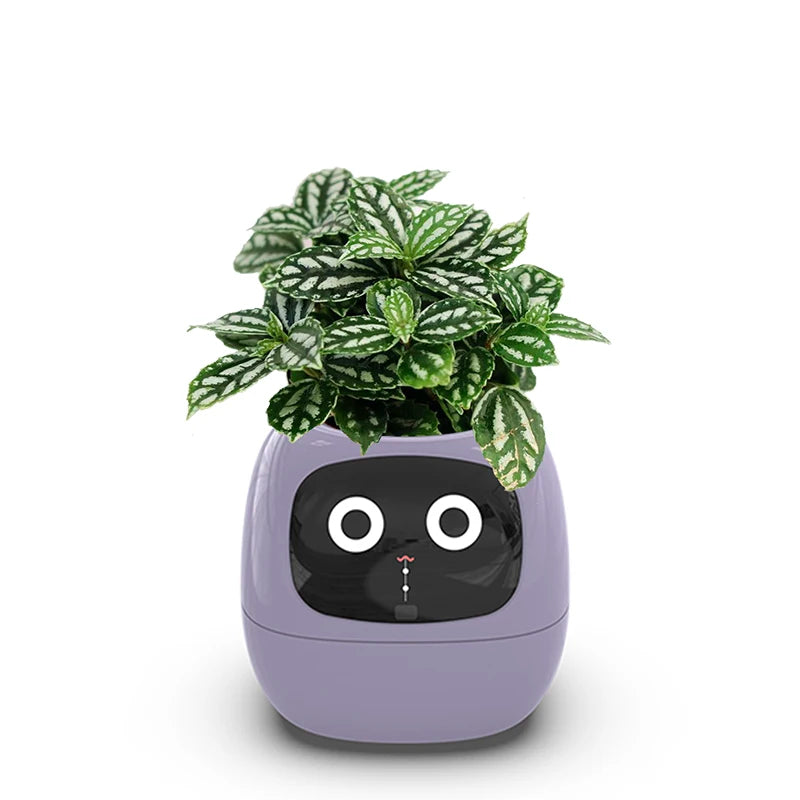 Smart Small Flower Pot - HAIIZ