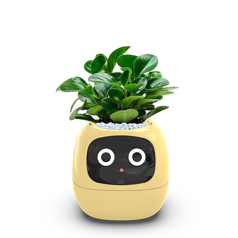 Smart Small Flower Pot - HAIIZ